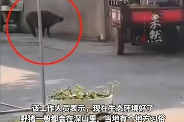 野猪为何生存力强,命硬如铁?探秘野生动物的抗逆能力 野猪为何生存力强,命硬如铁?探秘野生动物的抗逆能力