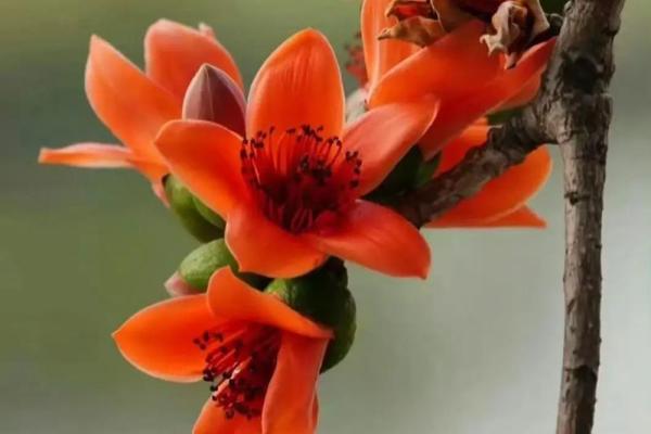 花开富贵,什么花代表富贵命让你生活更加精彩! 花开富贵,什么花代表富贵命让你生活更加精彩!