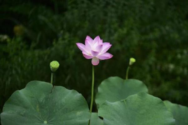 水命与颜色搭配:为你的生活增添一抹清新之美 水命与颜色搭配:为你的生活增添一抹清新之美