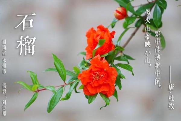 石榴木命的花卉搭配与生活中的美好氛围