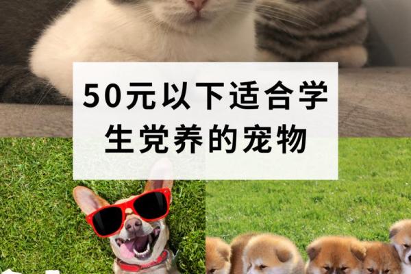 探讨:哪些宠物最容易照顾,适合新手养? 探讨:哪些宠物最容易照顾,适合新手养?