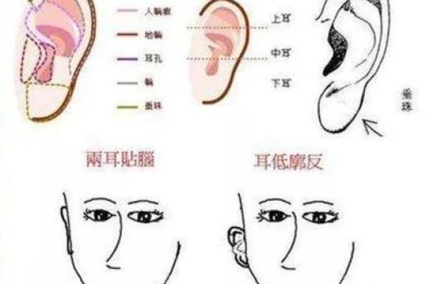 耳朵薄的人命运解析:揭示耳朵与命运之间的奇妙关系 耳朵薄的人命运解析:揭示耳朵与命运之间的奇妙关系