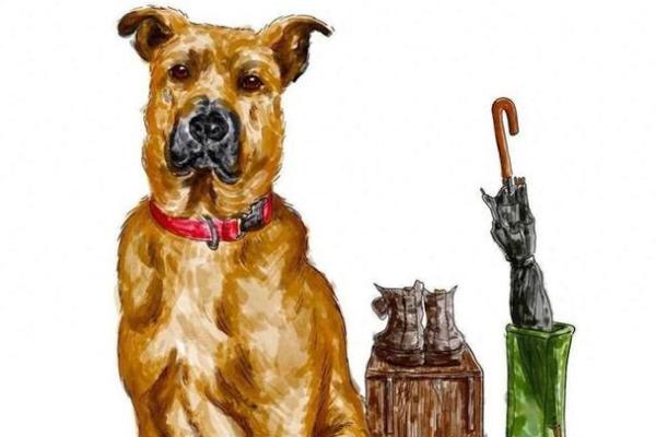 2018年狗年出生的人命运解析：运势与性格深度剖析