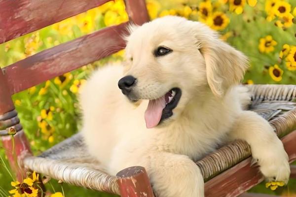 属狗水命的幸运颜色,提升运势的方法与搭配指导 属狗水命的幸运颜色,提升运势的方法与搭配指导