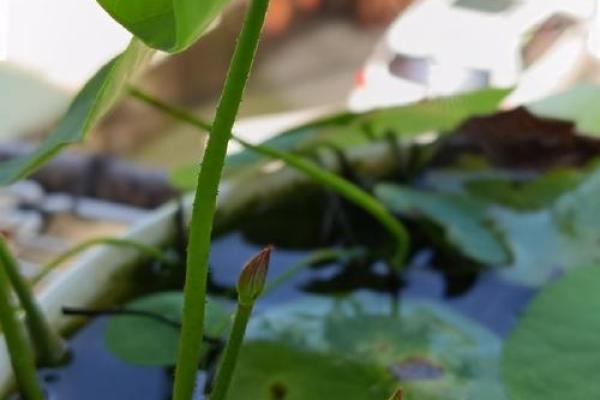 金命者适合的植物与颜色搭配指南 金命者适合的植物与颜色搭配指南