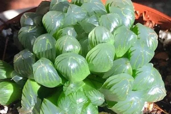 金命者适合的植物与颜色搭配指南 金命者适合的植物与颜色搭配指南