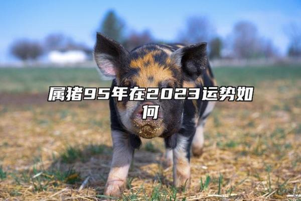 1995猪男的命运解析：运势与个性特征的深度剖析