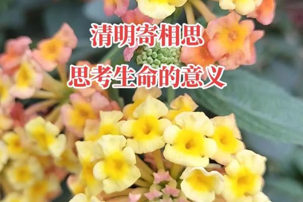 60岁丧偶，余生该如何走？探寻生命的意义与希望