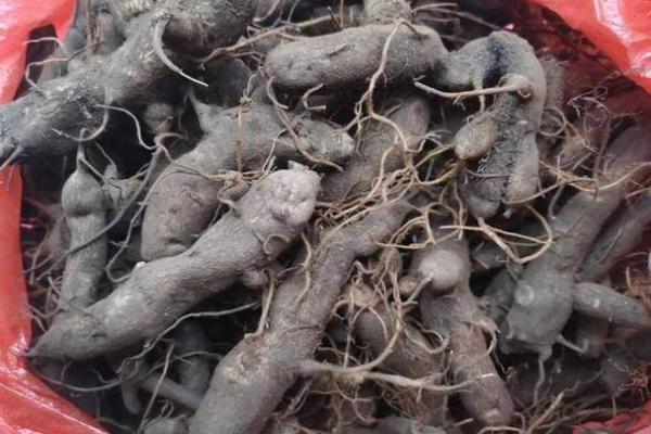 致命毒药：你无法想象的死亡之路