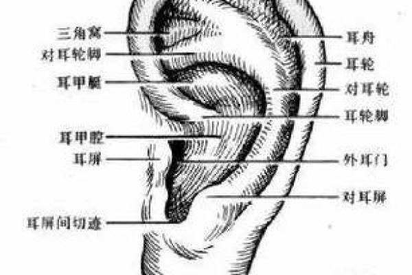 耳朵尖小的人命运解析，命理财富与性格的微妙关系