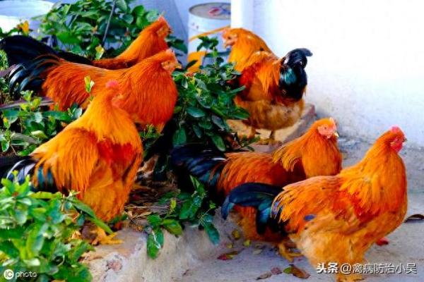 适合养鸡的人命格与性格分析：探寻养殖成功的秘密