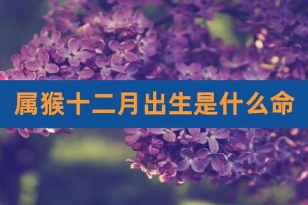 2005年12月出生的孩子：命运与特点解析