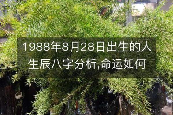 探索农历48年的命理奥秘：揭开命运的神秘面纱
