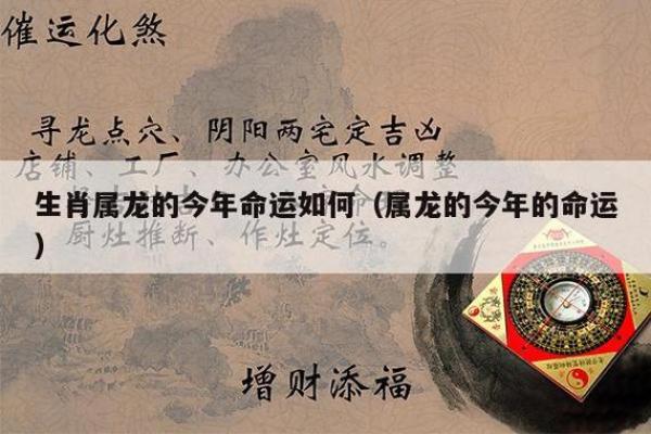 1988属龙人：命运之龙与人生攻略