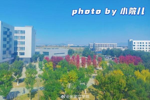 金命者的网名：耀眼金光中的无限可能