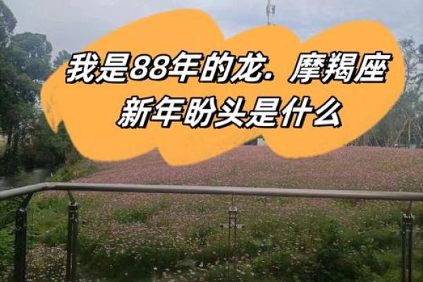 2003年出生的龙：命运与性格的深度解析