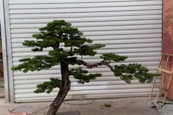 松树的象征意义：坚韧不拔与长寿的生命哲学