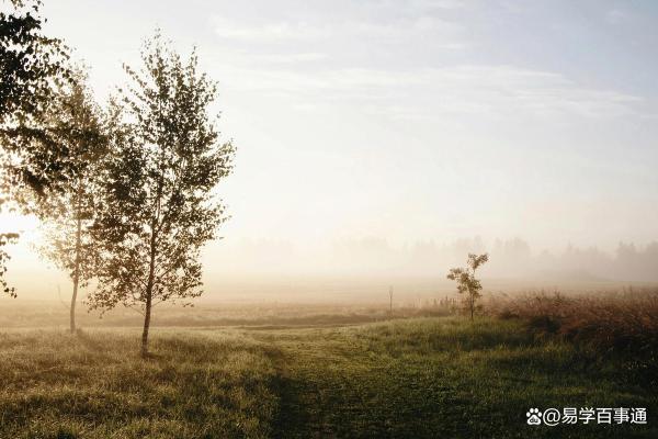 1979年出生的人命运解析：探索命理与人生的奥秘
