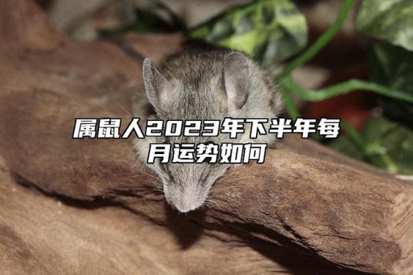2023年属鼠人的运势分析：如何把握机遇与挑战
