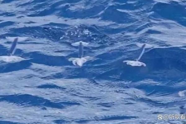 海中金与海洋的其他宝藏：探索深海的神秘与生态奇迹