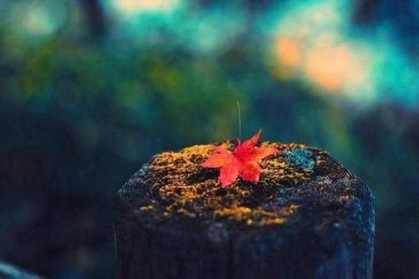 炉中火命纹解析：人生的指引与选择