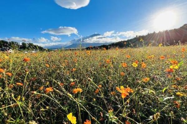 二零一九年：木命年华，生机勃勃的希望与成长之旅