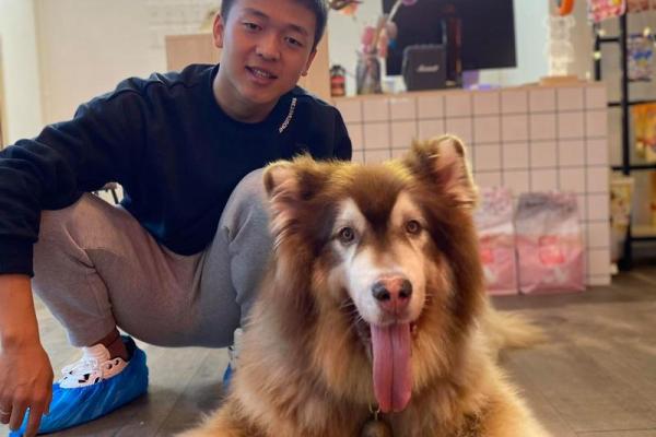 土狗的命运：一生的陪伴与无奈