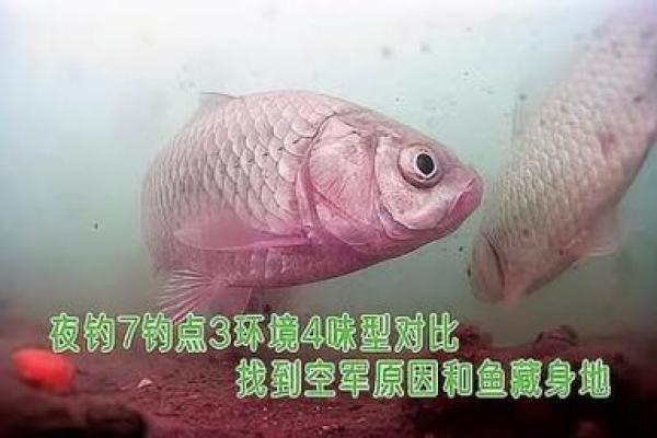 命理解析：不宜养鱼缸鱼的几大原因与影响