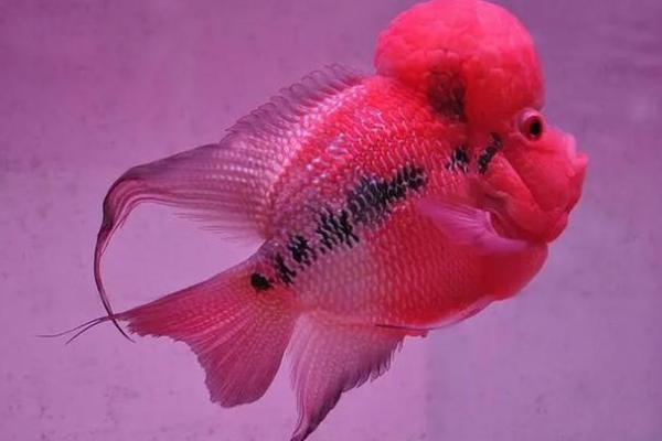 命理解析：不宜养鱼缸鱼的几大原因与影响