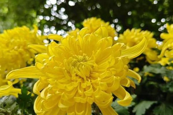 命运的安排：为何有些人注定成为和尚？