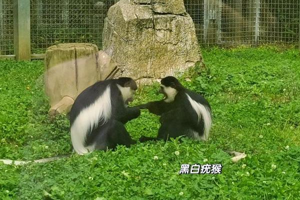 1984年出生的猴子：命运与性格的探秘之旅