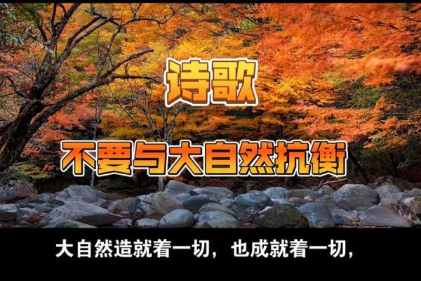喜鹊转世：命途多舛的神秘传说与深刻启示