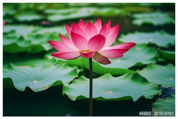 壬水命人士适合佩戴的首饰：带来好运与和谐的选择