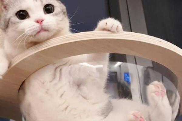 从萌宠到命运:揭秘饿木人与动物的奇妙联系 从萌宠到命运:揭秘饿木人与动物的奇妙联系