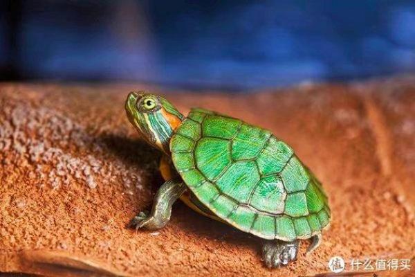 火命人适合养什么乌龟？探索最佳选择与饲养技巧！
