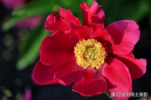 脚上红色胎记的秘密：命运与象征的深层解读