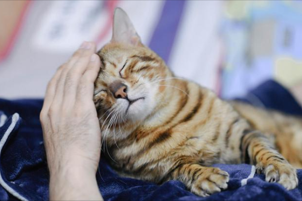 猫咪的命运：探讨人与猫之间的深厚情感与默契