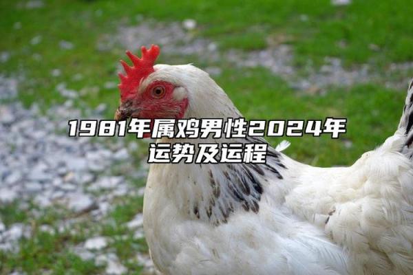 2017年属鸡男宝命运分析：性格、运势与未来发展探讨