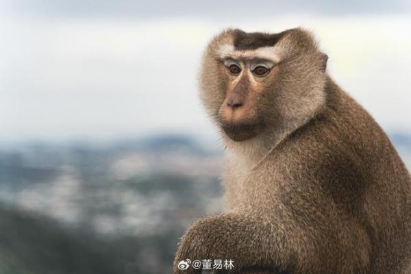 1980属猴的命理解析与生活指导 1980属猴的命理解析与生活指导