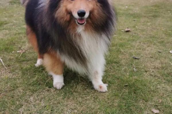 50多岁狗的命运：揭秘老犬与主人的共生之道
