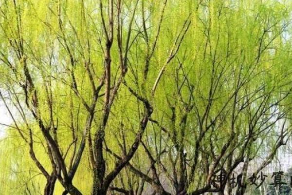 杨柳木命最旺颜色揭秘：找到你的幸运色，提升运势！
