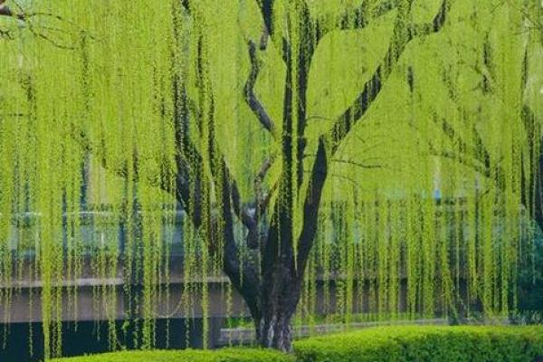 杨柳木命最旺颜色揭秘：找到你的幸运色，提升运势！