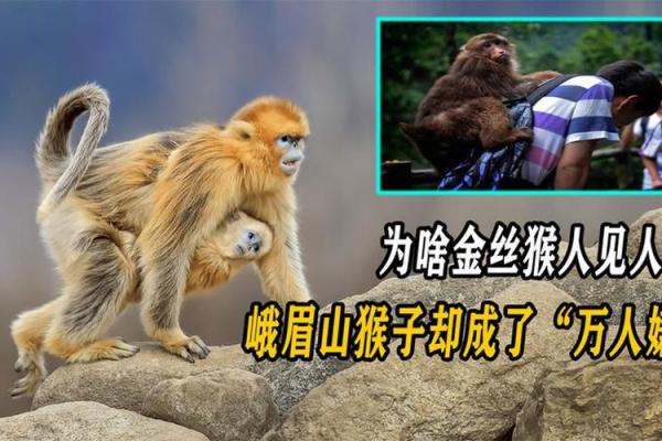 山下火猴命：佩戴饰品的最佳选择与搭配技巧