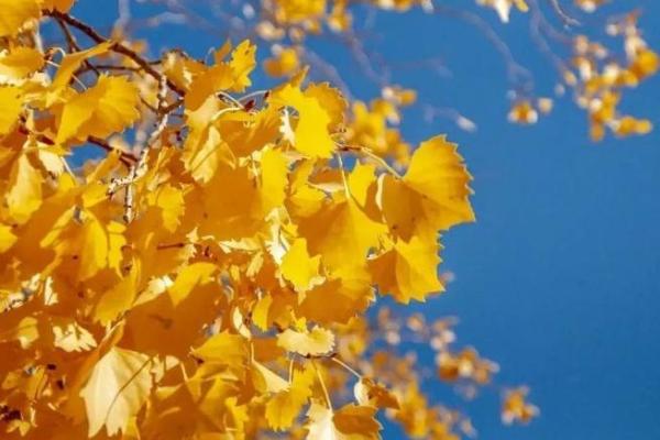 10月19日：秋意渐浓，探寻金秋的魅力与收获
