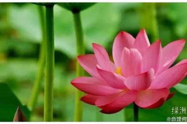 为什么某些命格的人不适合从事木工行业？探索命理与职业的神秘联系