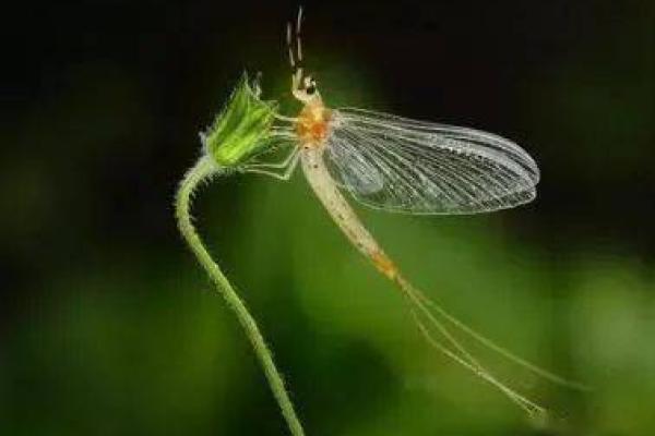 蜉蝣：生命如昙花一现，短暂却惊艳的存在