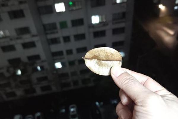 1976年鸡年命理解析：揭开命运之谜，助你迎接美好未来