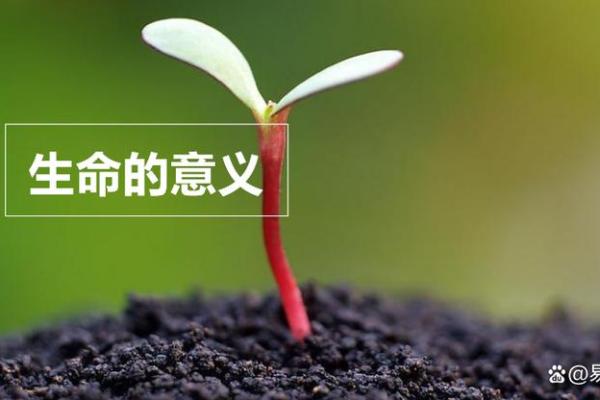 1982年狗年出生的人，命运的奥秘与人生指引