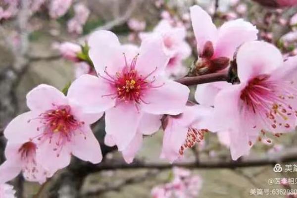 命理学爱好者必读：从书本中汲取智慧，开启人生新篇章！