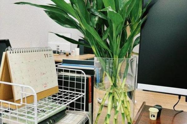 山下火命者的吉祥植物：揭示适合养护的多样选择